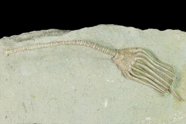 Fossil Crinoid (Macrocrinus) - Crawfordsville, Indiana #150429